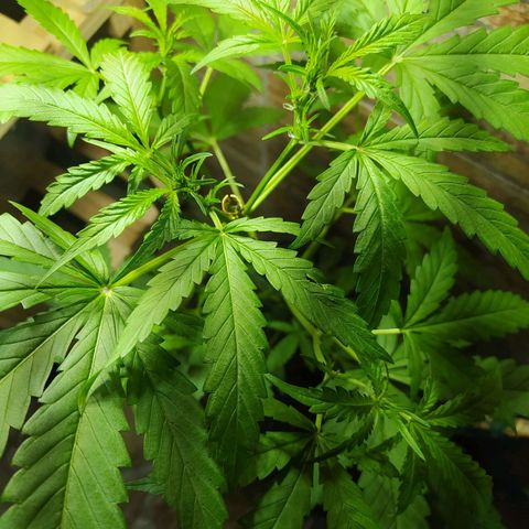 Chocolate Thai  #1 growlog timeline photo