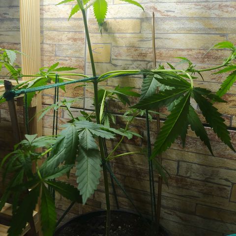 Chocolate Thai  #1 growlog photo: HOJE FIZ AMARRAS ! 