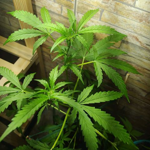 Chocolate Thai  #1 growlog photo: HOJE FIZ AMARRAS ! 