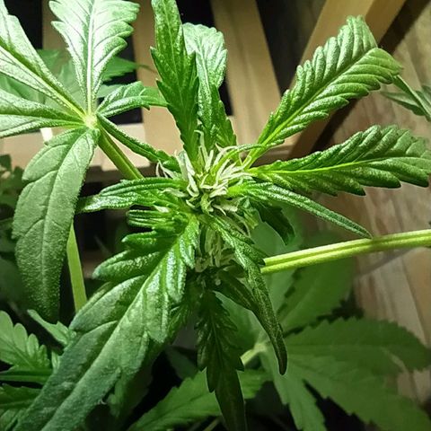 Chocolate Thai  #1 growlog timeline photo
