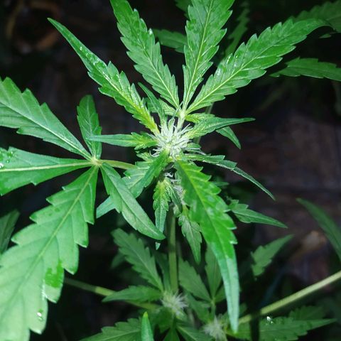 Chocolate Thai  #1 growlog timeline photo