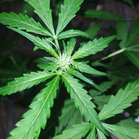 Chocolate Thai  #1 growlog timeline photo