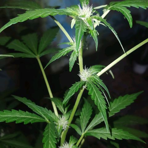 Chocolate Thai  #1 growlog timeline photo
