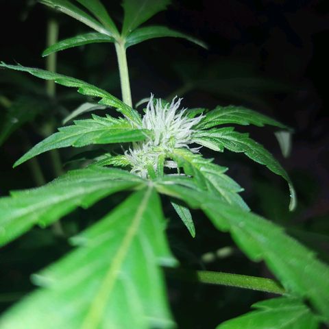 Chocolate Thai  #1 growlog timeline photo