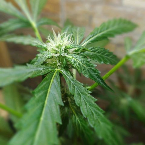 Chocolate Thai  #1 growlog timeline photo