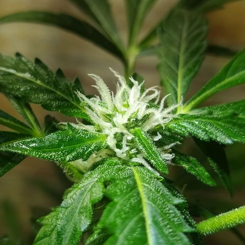 Chocolate Thai  #1 growlog timeline photo