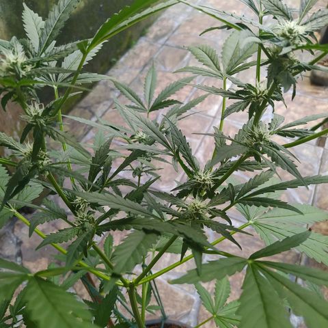 Chocolate Thai  #1 growlog timeline photo