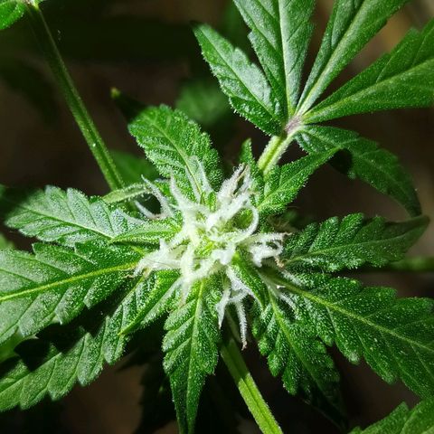 Chocolate Thai  #1 growlog photo: Coisa boa está vindo aí! 