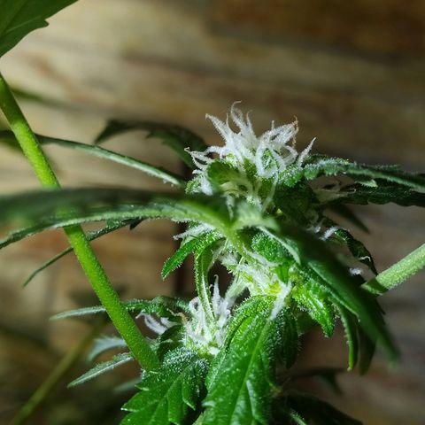 Chocolate Thai  #1 growlog photo: Coisa boa está vindo aí! 
