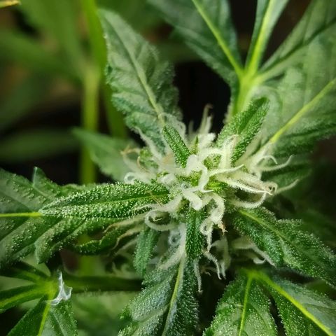Chocolate Thai  #1 growlog photo: Coisa boa está vindo aí! 