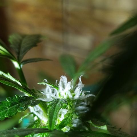 Chocolate Thai  #1 growlog photo: Coisa boa está vindo aí! 