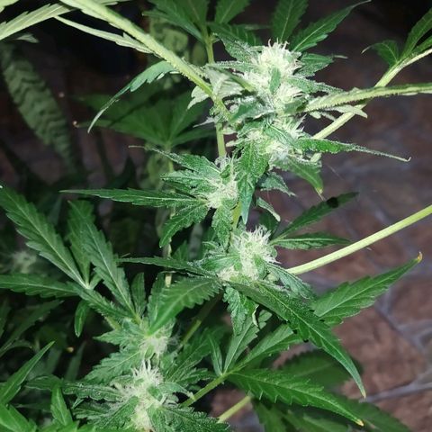 Chocolate Thai  #1 growlog timeline photo
