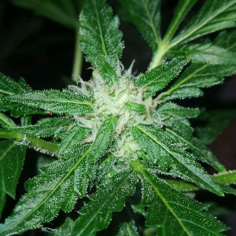 Chocolate Thai  #1 growlog timeline photo