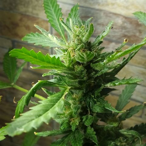 Chocolate Thai  #1 growlog timeline photo