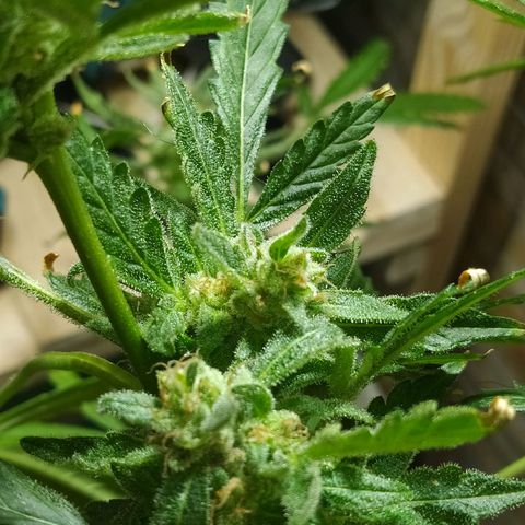 Chocolate Thai  #1 growlog timeline photo
