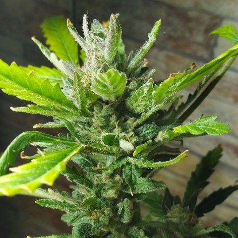 Chocolate Thai  #1 growlog timeline photo
