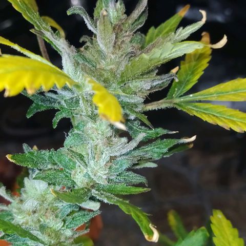Chocolate Thai  #1 growlog timeline photo