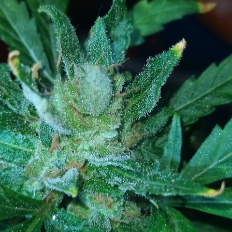 Chocolate Thai  #1 growlog timeline photo
