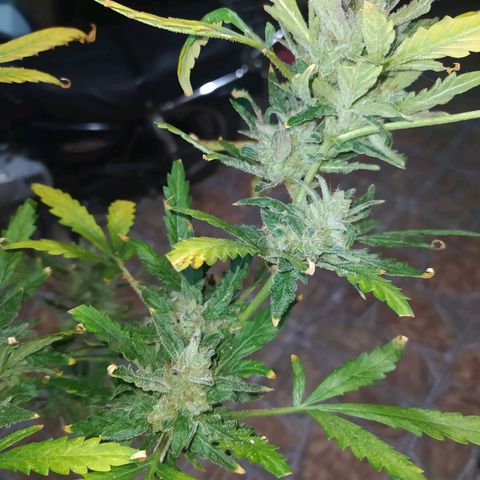 Chocolate Thai  #1 growlog timeline photo