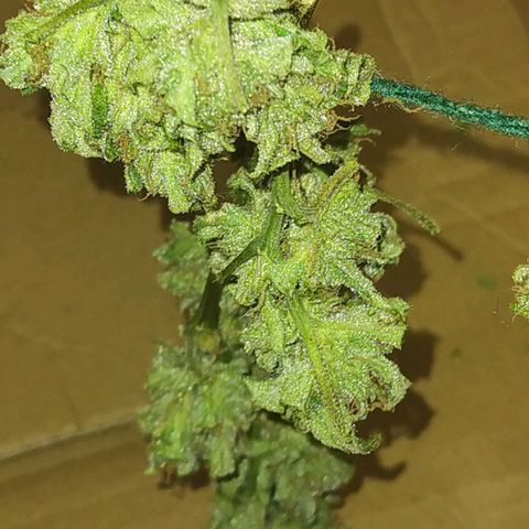 Chocolate Thai  #1 growlog timeline photo