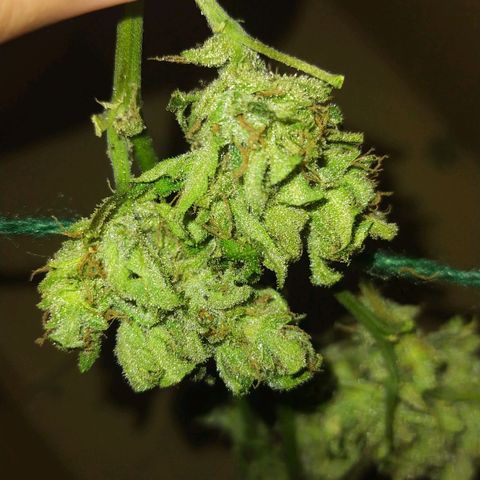Chocolate Thai  #1 growlog timeline photo