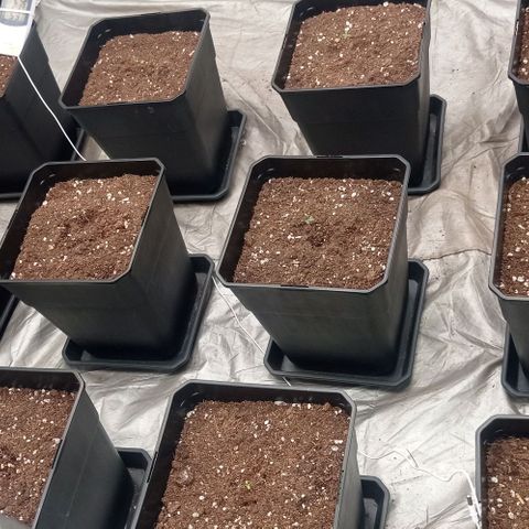Pineapple Glue growlog timeline photo