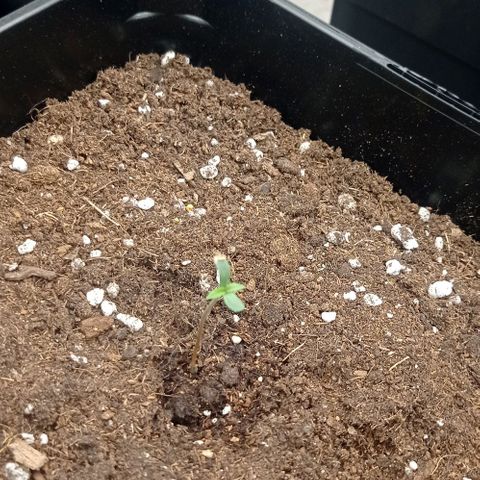 Pineapple Glue growlog timeline photo