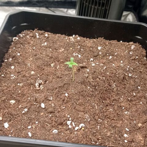 Pineapple Glue growlog timeline photo