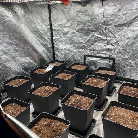 Pineapple Glue growlog timeline photo