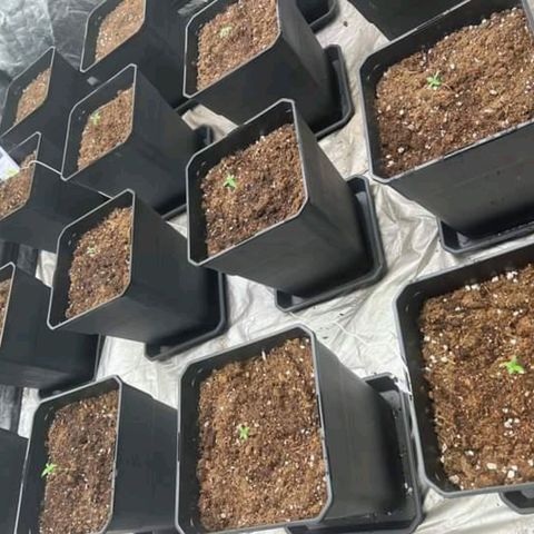 Pineapple Glue growlog timeline photo