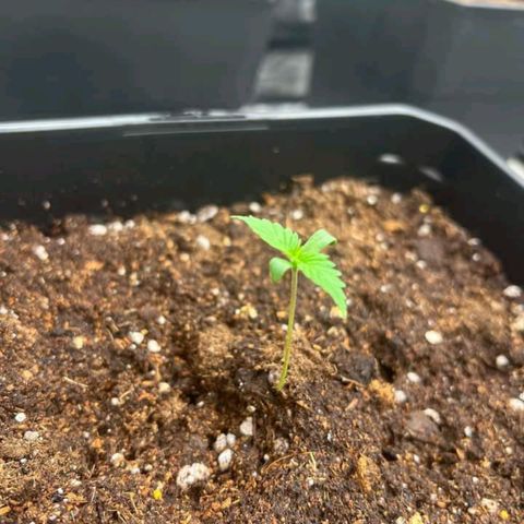 Pineapple Glue growlog timeline photo