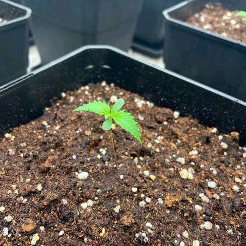 Pineapple Glue growlog timeline photo