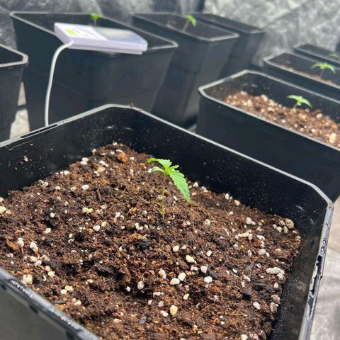 Pineapple Glue growlog timeline photo