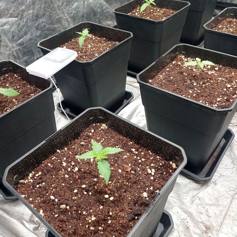 Pineapple Glue growlog timeline photo