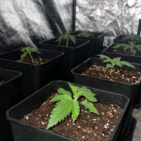 Pineapple Glue growlog timeline photo