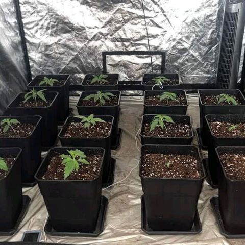 Pineapple Glue growlog timeline photo
