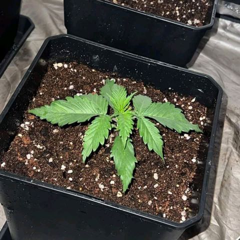 Pineapple Glue growlog timeline photo