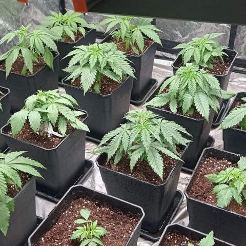 Pineapple Glue growlog timeline photo