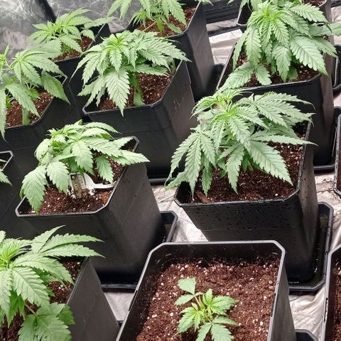 Pineapple Glue growlog timeline photo