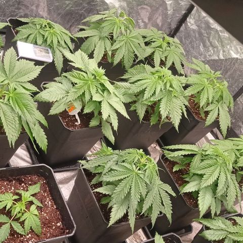 Pineapple Glue growlog timeline photo