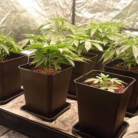Pineapple Glue growlog timeline photo
