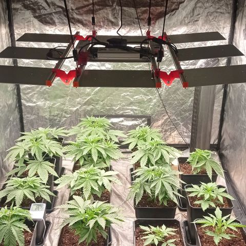 Pineapple Glue growlog timeline photo