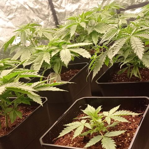 Pineapple Glue growlog timeline photo