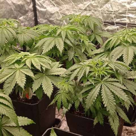 Pineapple Glue growlog timeline photo