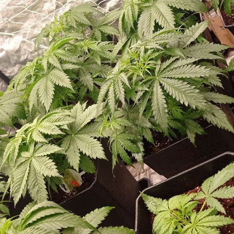 Pineapple Glue growlog timeline photo