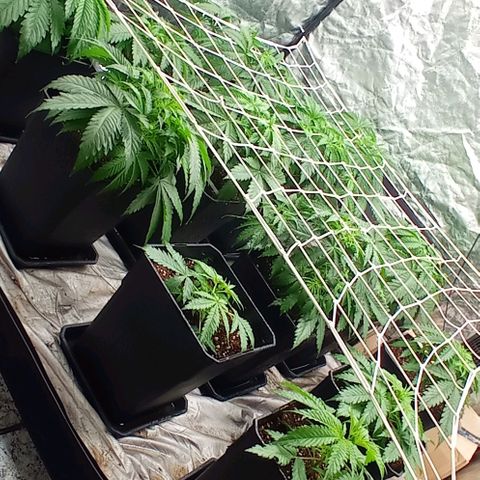 Pineapple Glue growlog timeline photo