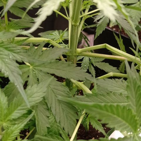 Pineapple Glue growlog photo: Scrog 1