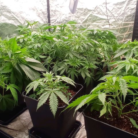 Pineapple Glue growlog timeline photo