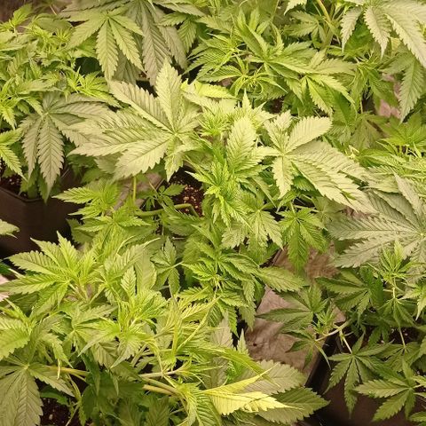 Pineapple Glue growlog timeline photo