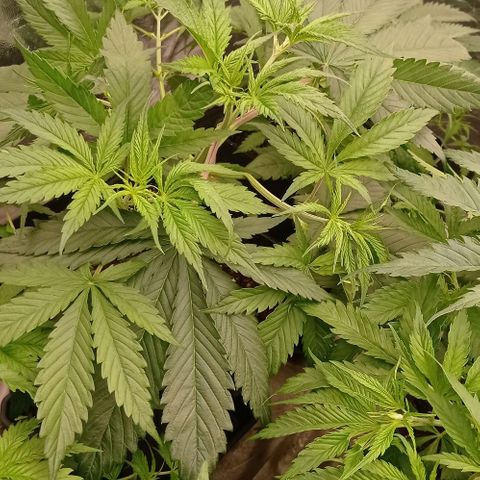 Pineapple Glue growlog timeline photo